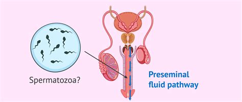 liquide pre seminal|What Is Pre